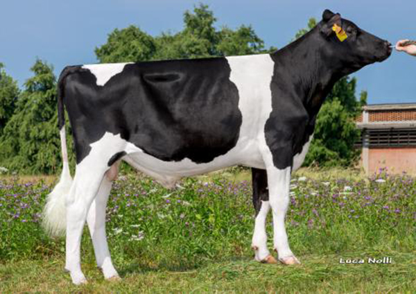GENOMIC STIEREN
