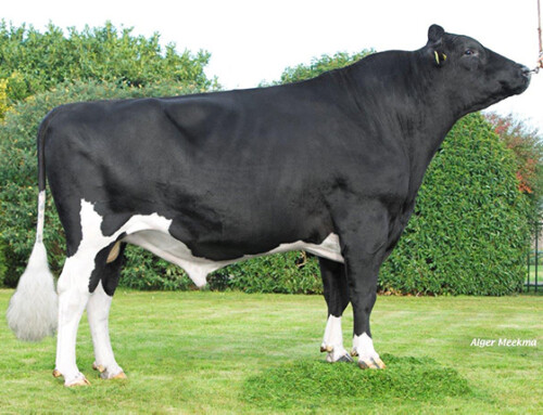 FaWi Caruso; steeds beter