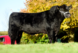 Black Angus stier Luigi