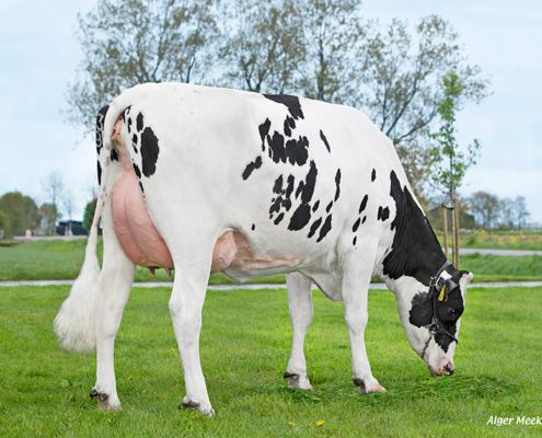 Rimini dochter Toosje 1164, Rimini dochter Toosje 1164, De Jong, Scharnegoutum