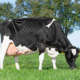 Ginster 3786, moeder van Ginstream v. Guard