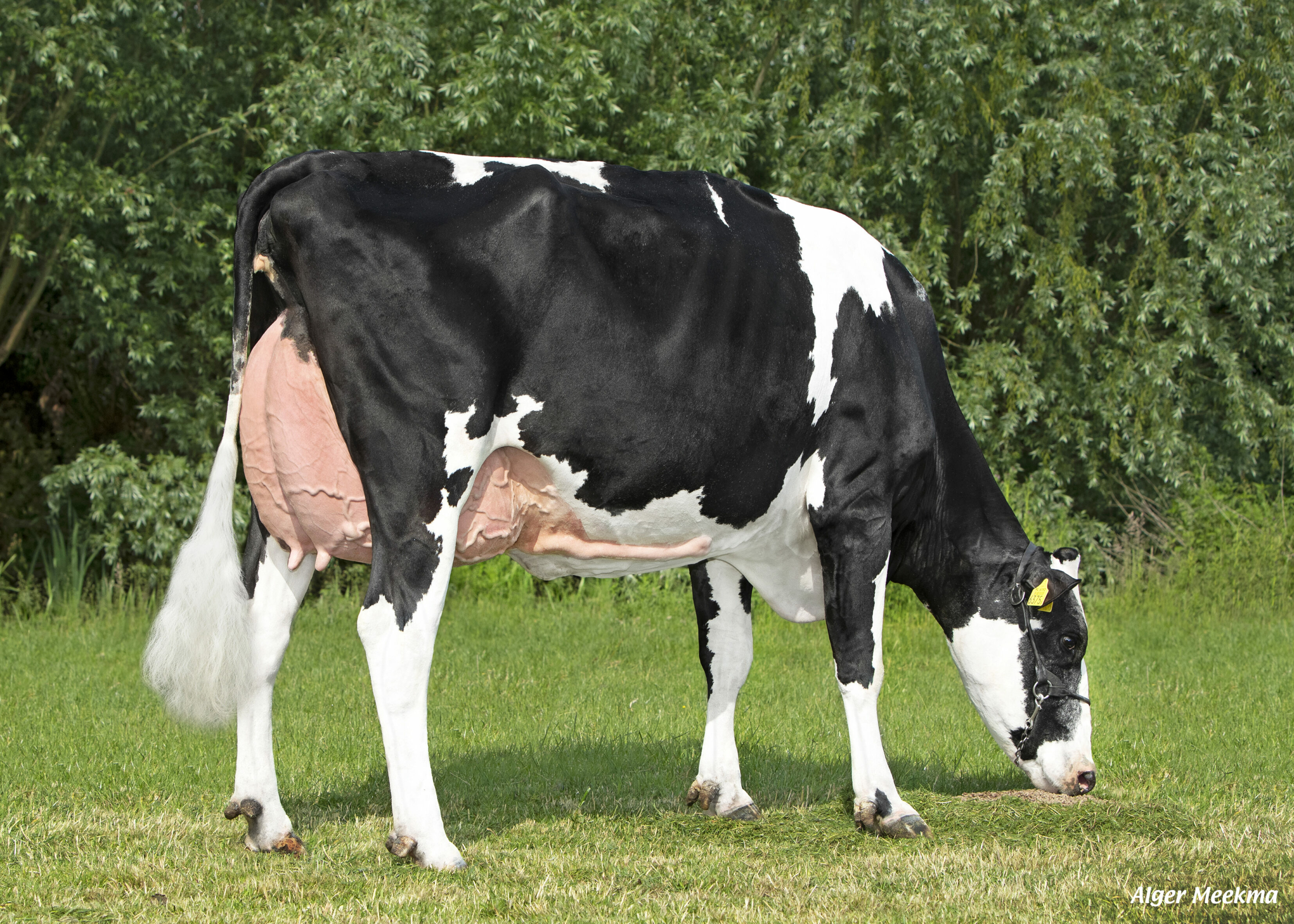 Derde kalfs Ginstream dochter Mientje 538 eig. Ammerlaan Schipluiden