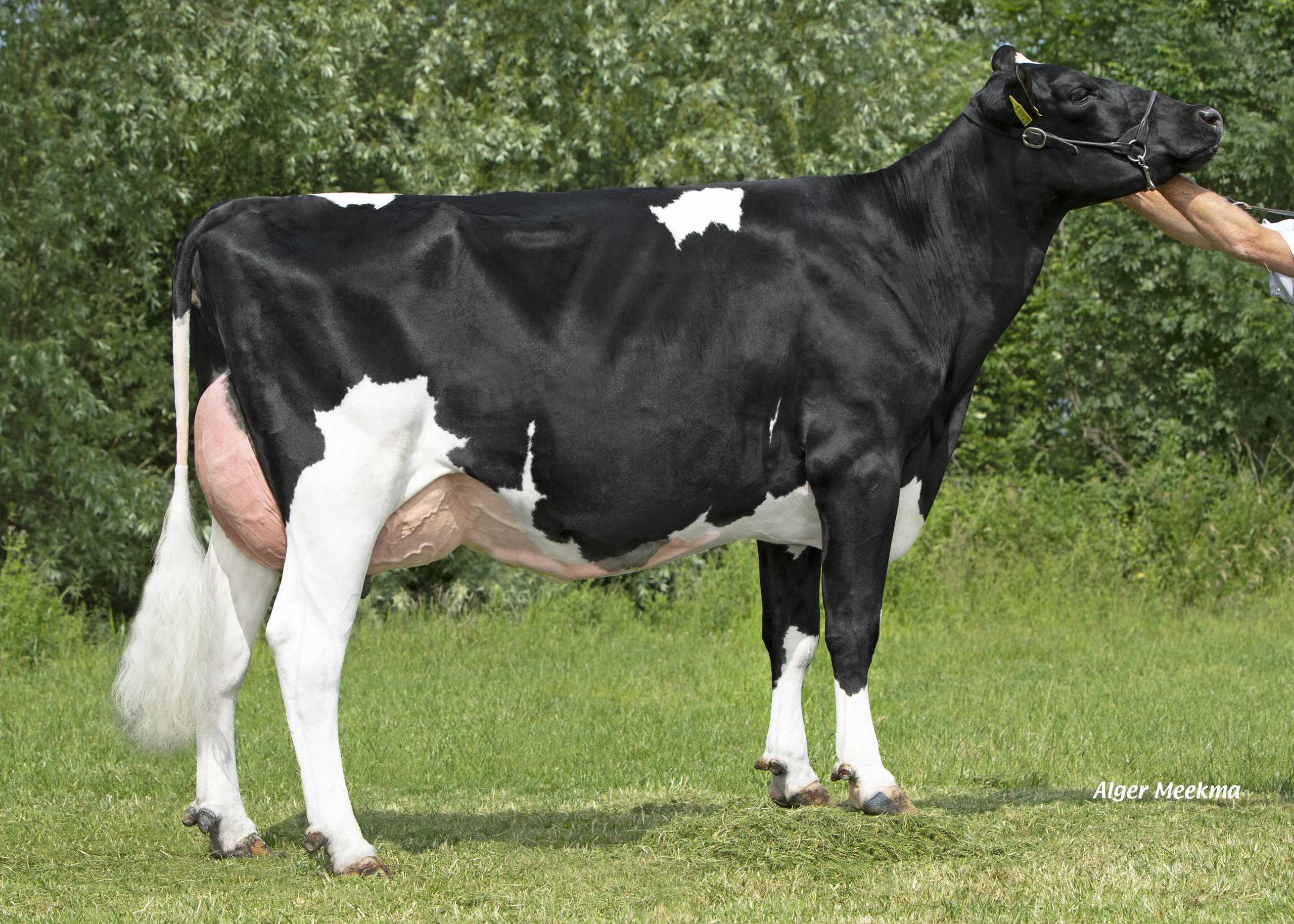 Mientje 581 - Fa. Ammerlaan