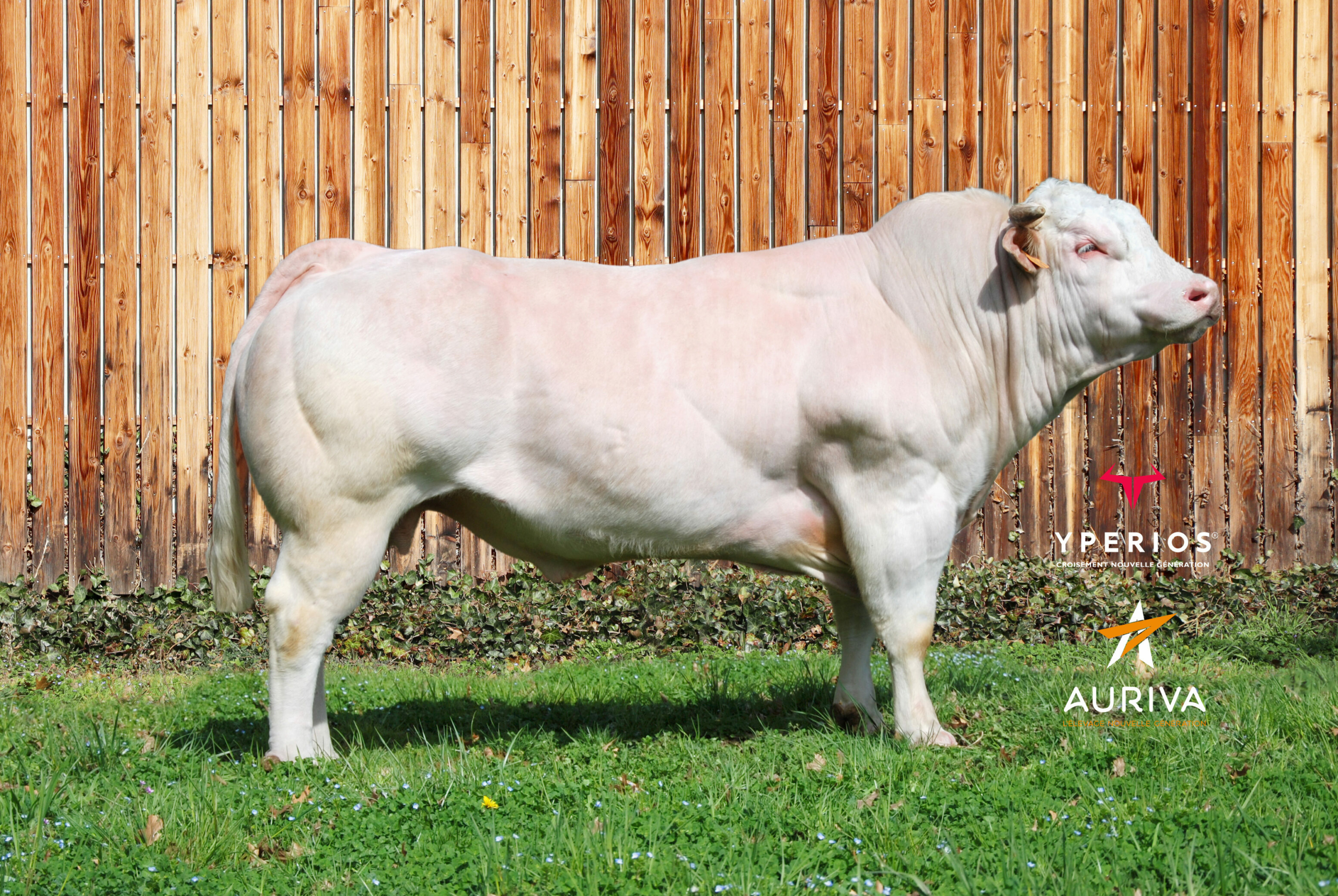 PYDROO_FR1220008701_Classique_HD