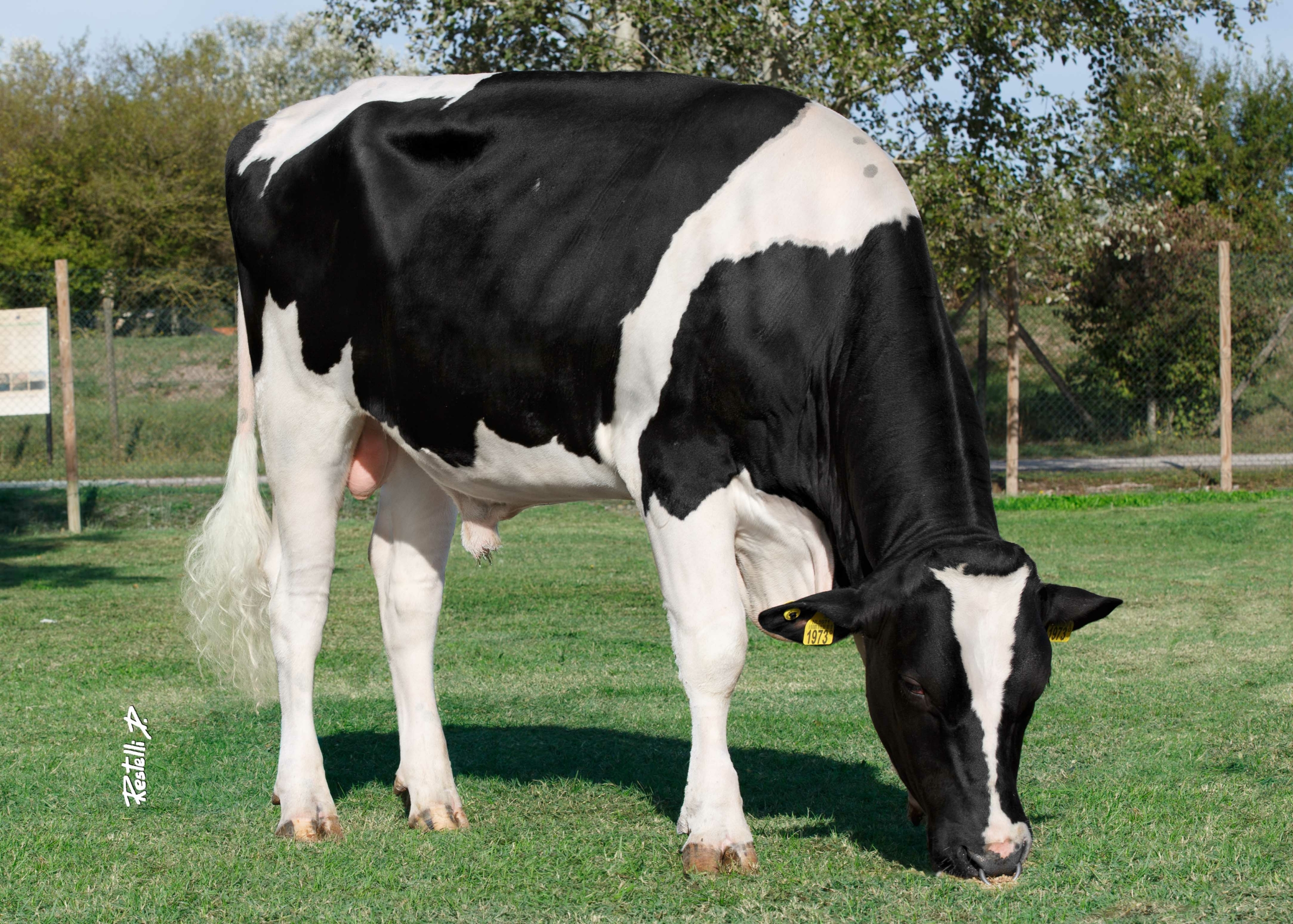Ponale stier grazend