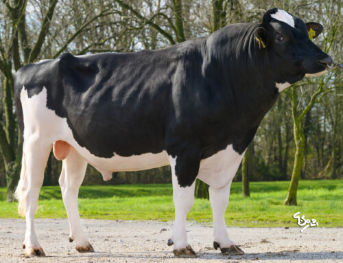 Wendat boven verwachting