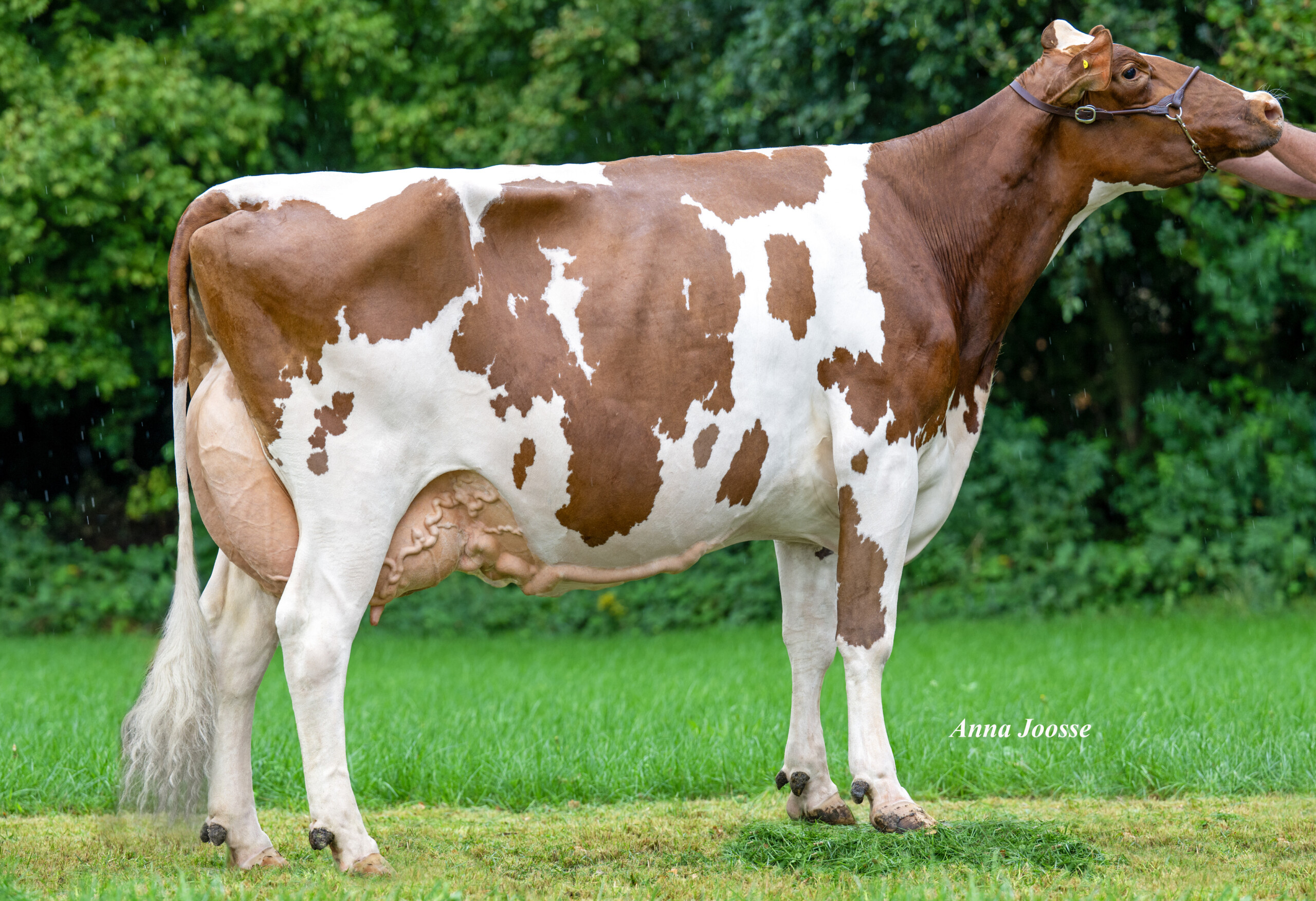 Broekhuizen Mies 86(v: Faithful)eig.: Melkveebedrijf De Broekhuizen, Dalfsen