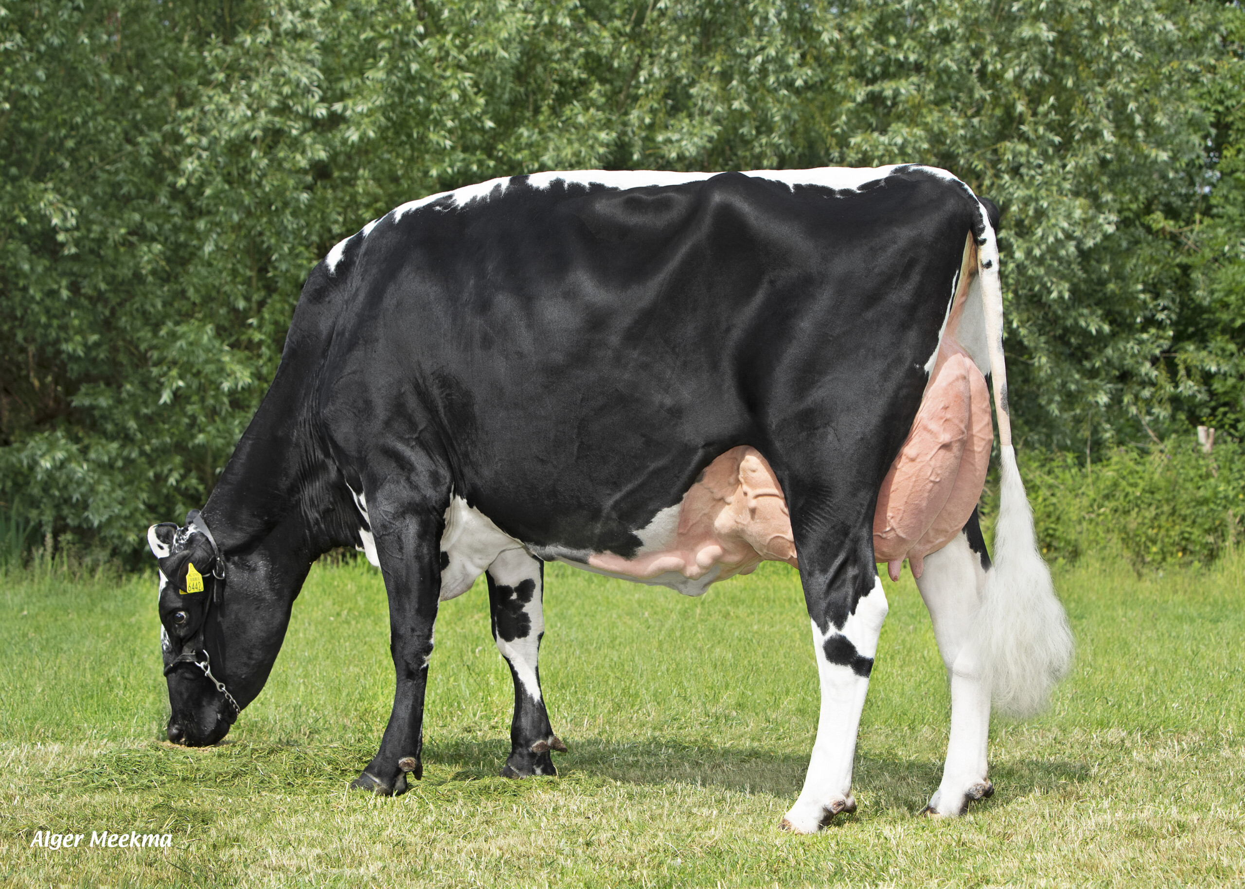 Eva 13 grazend Ammerlaan Schipluiden