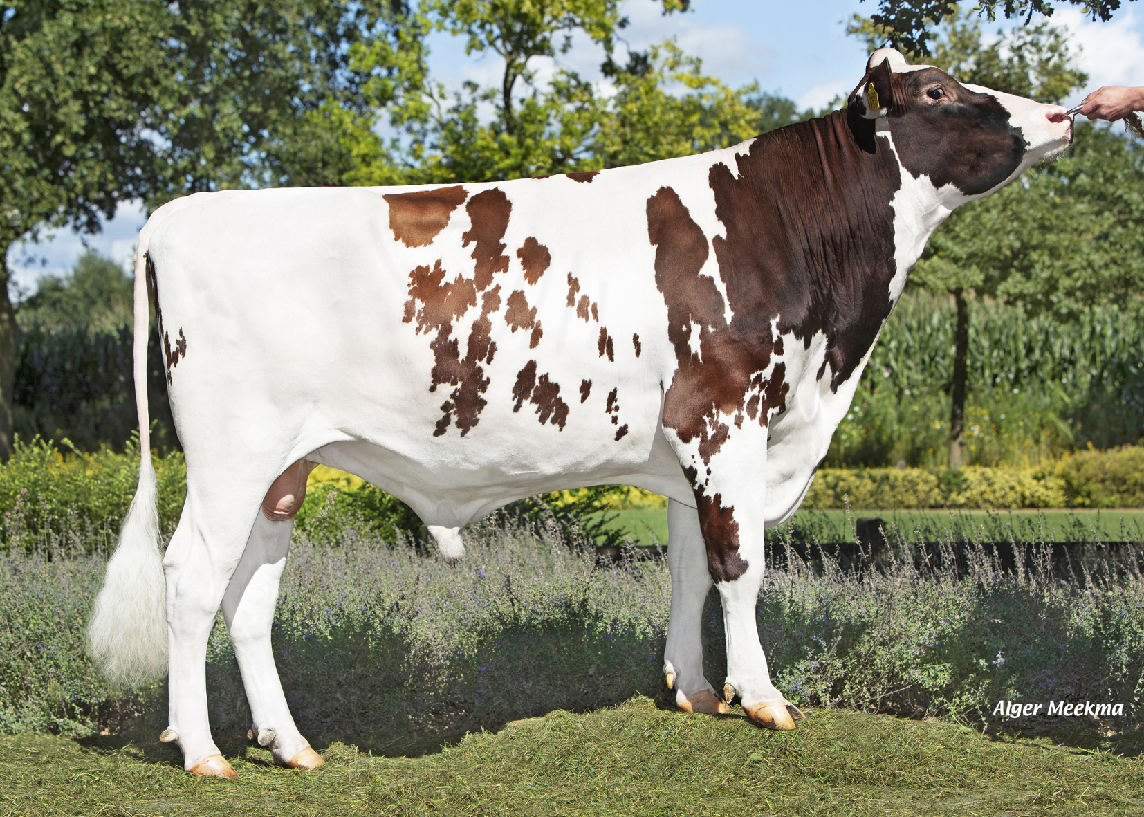 Writer stier zij aanzicht