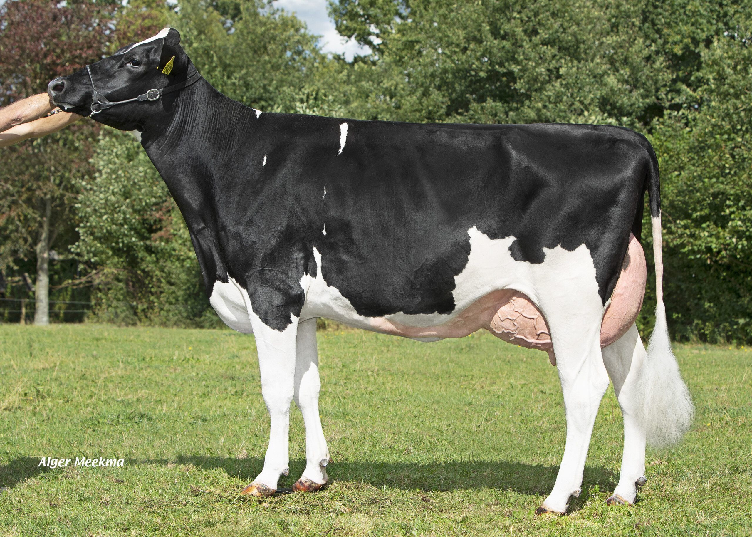 Visstein Arlinde Visch Harde