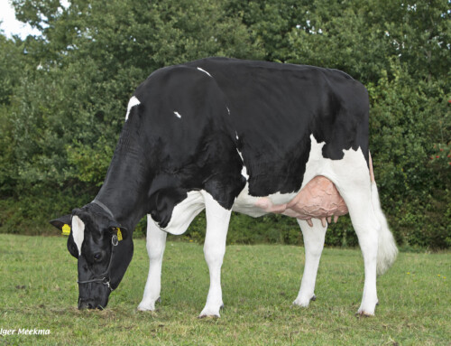 Decemberdraai Veecom 2025