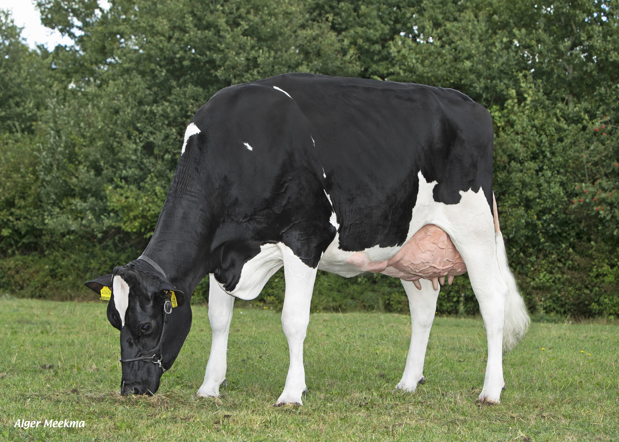 Visstein Arlinde grazend Visch Harde