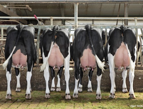 Aprildraai Veecom 2026