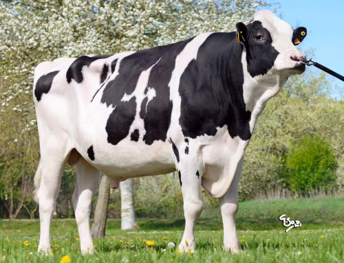 Boero